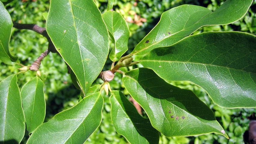 Magnolia 'Heaven Scent' blad