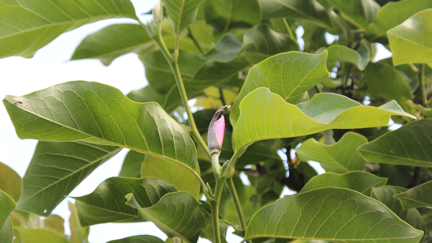 Magnolia 'Heaven Scent' blad