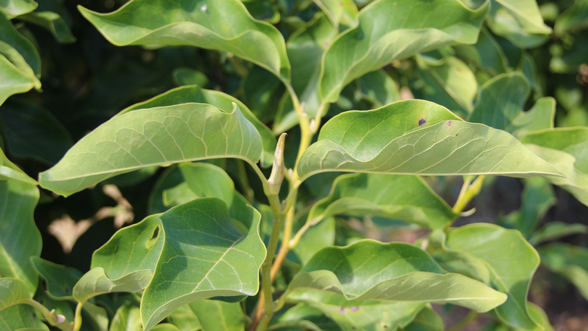 Magnolia 'Heaven Scent' blad