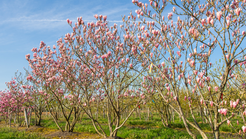 Magnolia 'Heaven Scent' meerstammig parasol