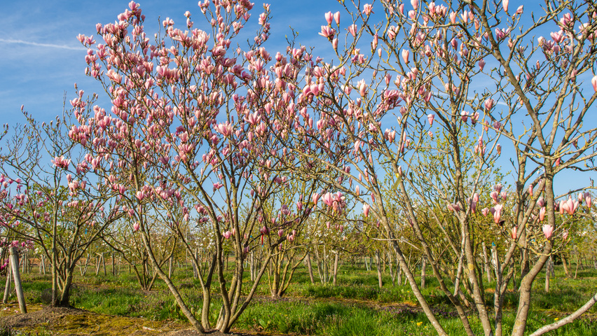 Magnolia 'Heaven Scent' meerstammig parasol