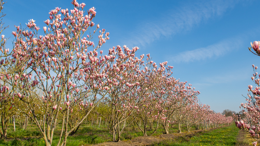 Magnolia 'Heaven Scent' meerstammig parasol