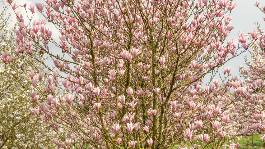 Magnolia 'Heaven Scent' meerstammig parasol