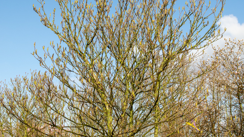 Magnolia 'Heaven Scent' meerstammig parasol
