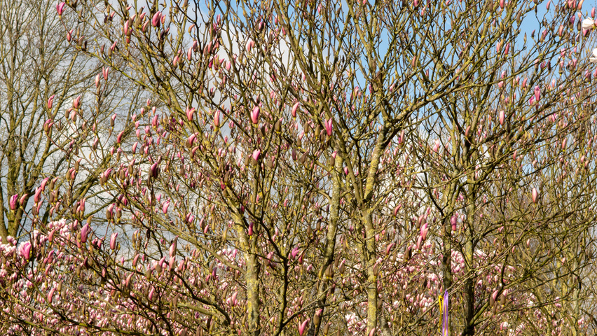 Magnolia 'Heaven Scent' meerstammig parasol