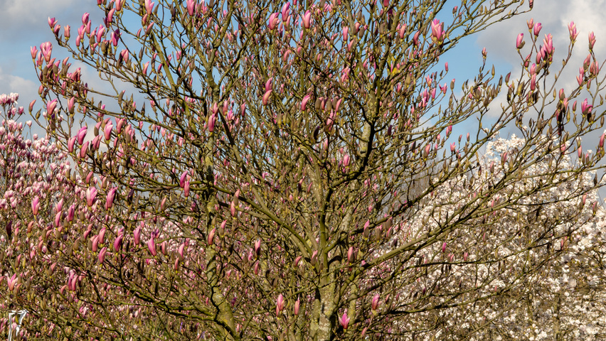 Magnolia 'Heaven Scent' meerstammig parasol