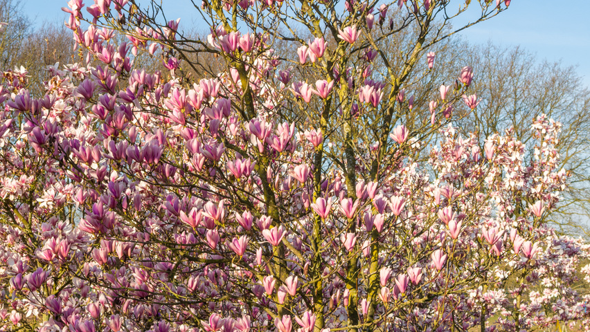 Magnolia 'Heaven Scent' meerstammig parasol