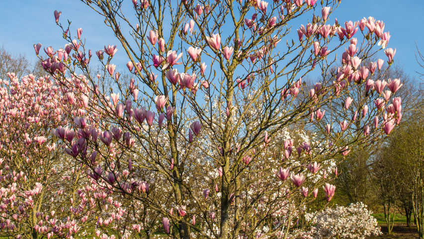 Magnolia 'Heaven Scent' meerstammig parasol