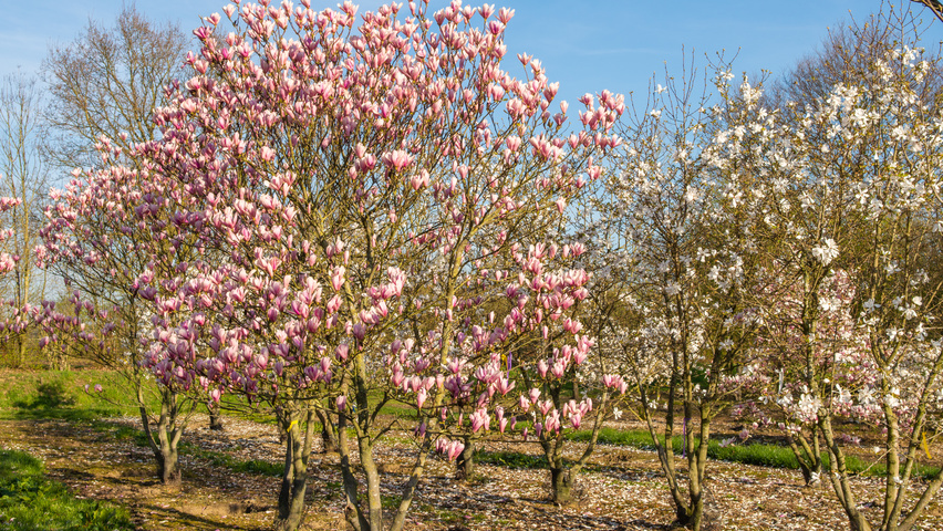 Magnolia 'Heaven Scent' meerstammig parasol