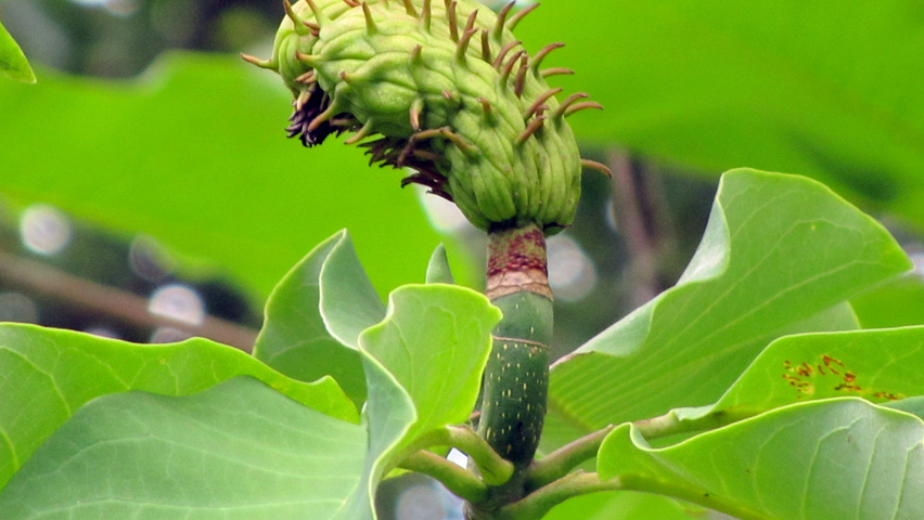 Magnolia hypoleuca fruits