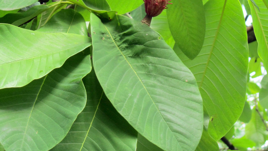 Magnolia hypoleuca fruits