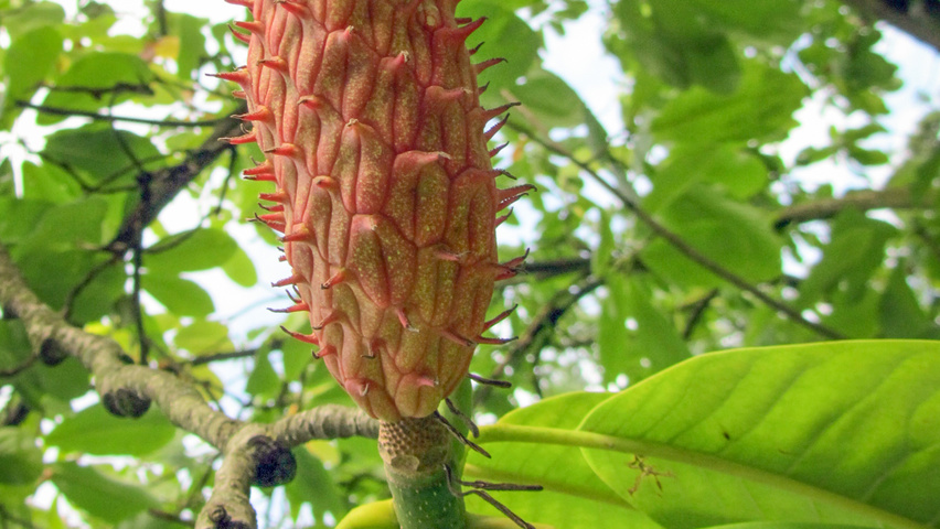 Magnolia hypoleuca fruits