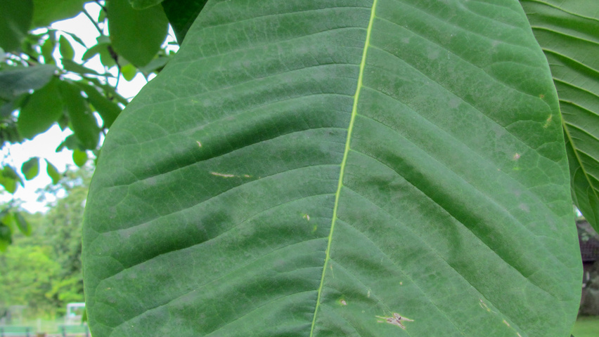 Magnolia hypoleuca Feuilles