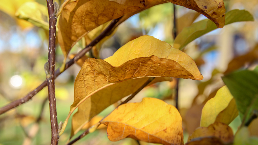Magnolia kobus autumn leaves