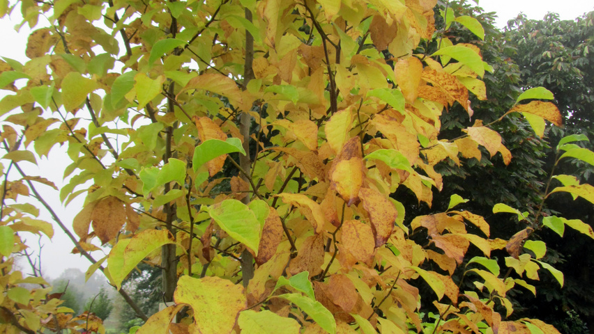 Magnolia kobus autumn leaves