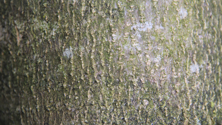 Magnolia kobus bark