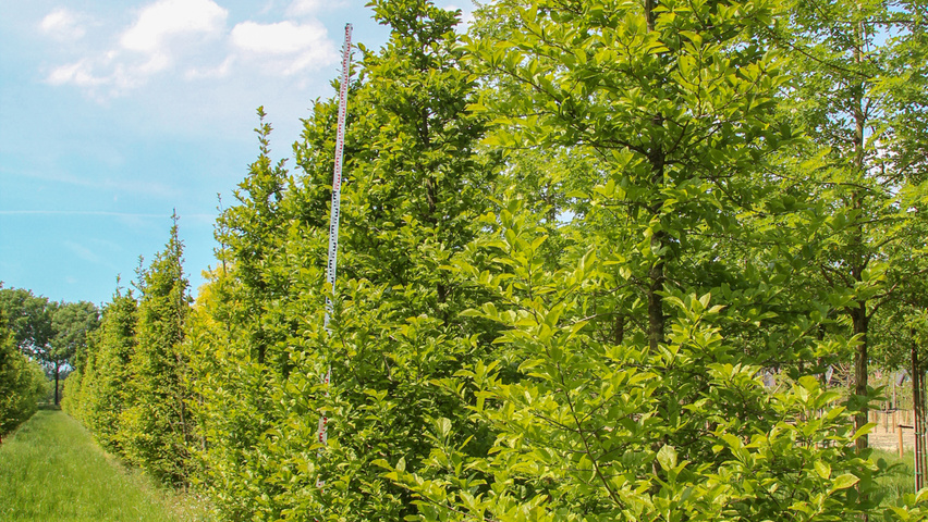 Magnolia kobus feathered