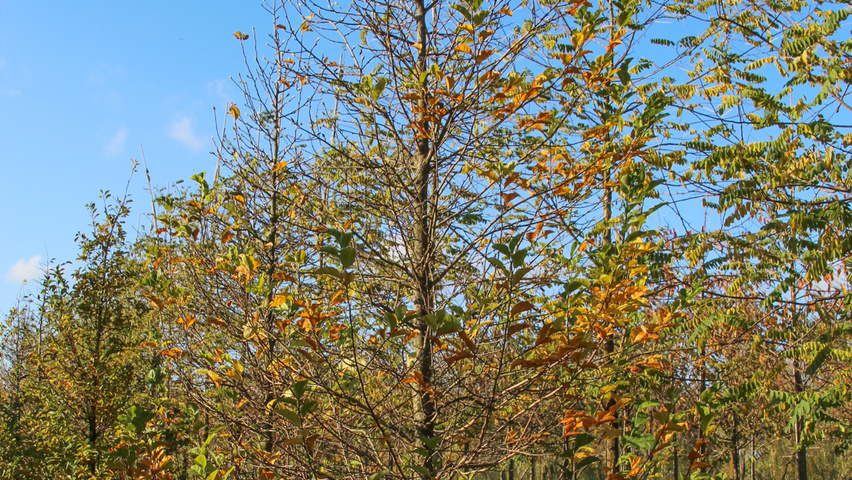Magnolia kobus feathered