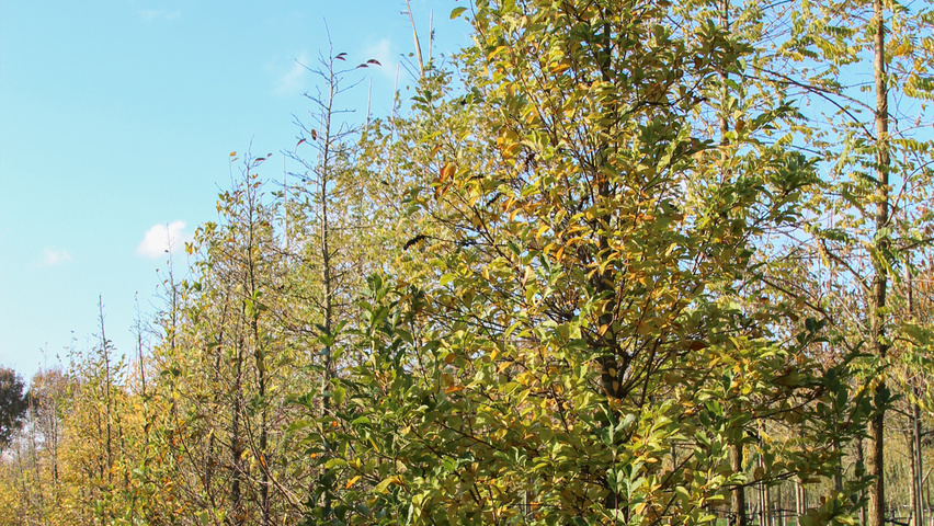Magnolia kobus feathered