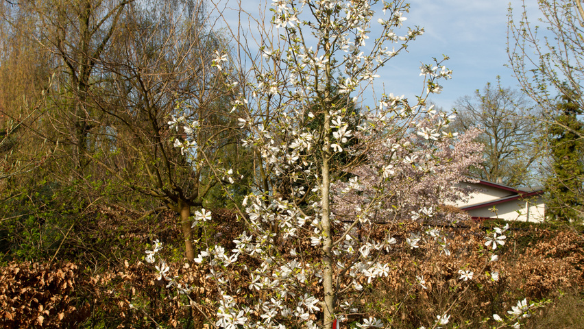 Magnolia kobus feathered