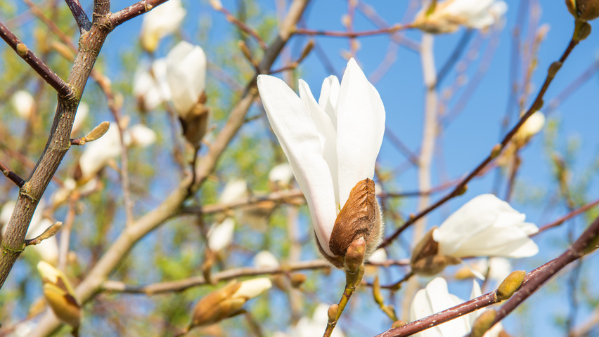 Magnolia kobus flowers