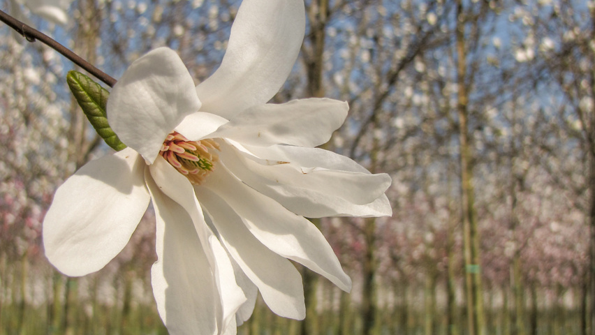Magnolia kobus flowers