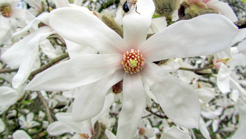 Magnolia kobus flowers