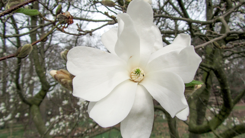 Magnolia kobus flowers