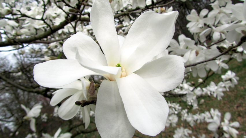 Magnolia kobus flowers