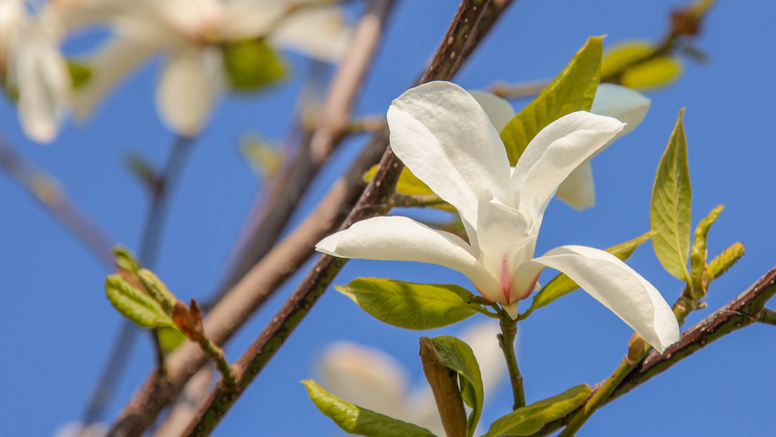 Magnolia kobus flowers