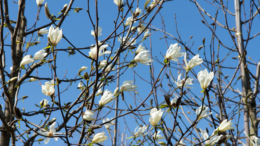 Magnolia kobus flowers