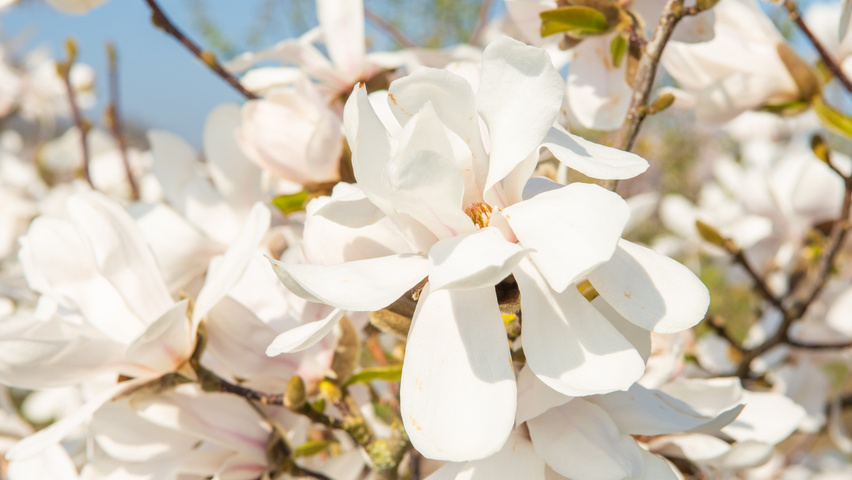 Magnolia kobus flowers