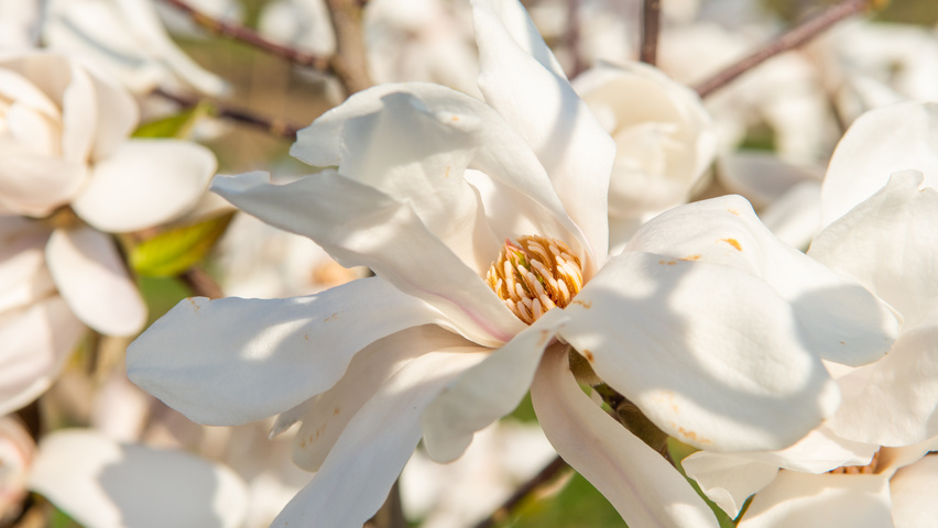 Magnolia kobus flowers