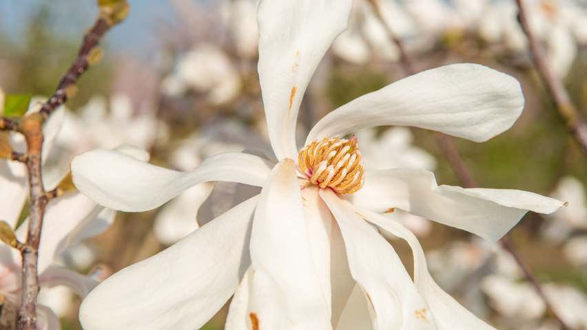 Magnolia kobus flowers