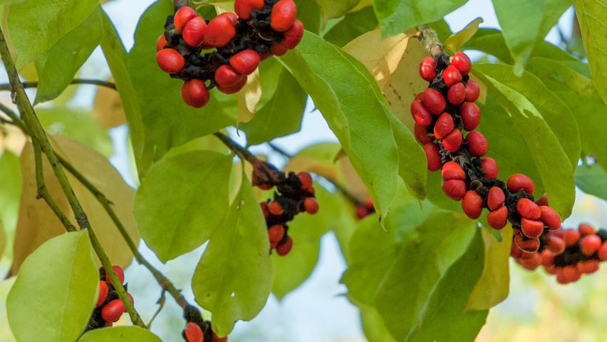 Magnolia kobus fruits