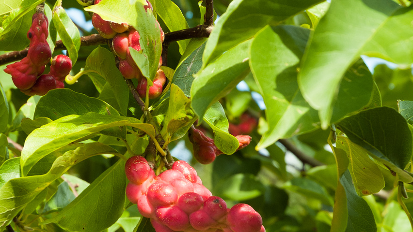 Magnolia kobus fruits