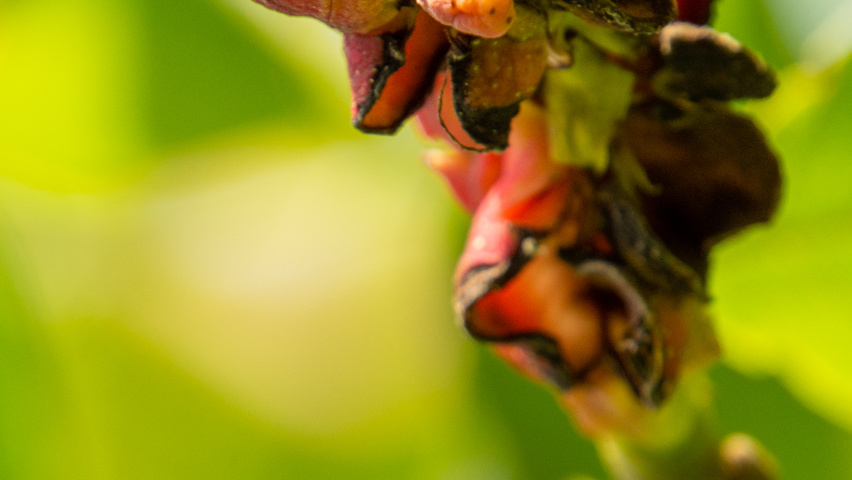 Magnolia kobus fruits
