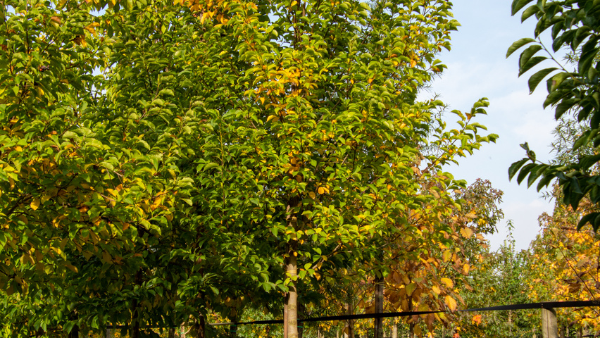 Magnolia kobus standard tree