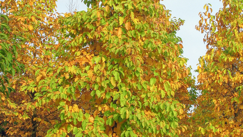 Magnolia kobus standard tree