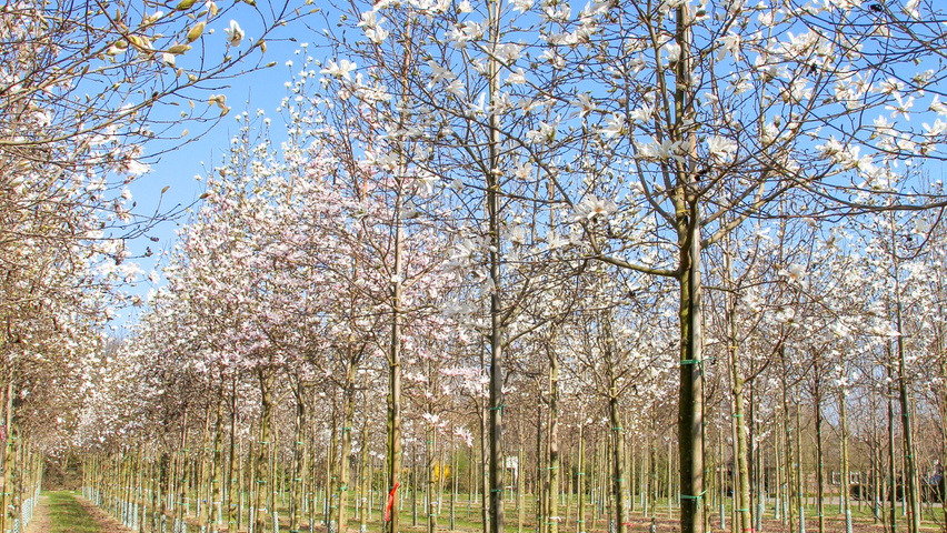 Magnolia kobus standard tree