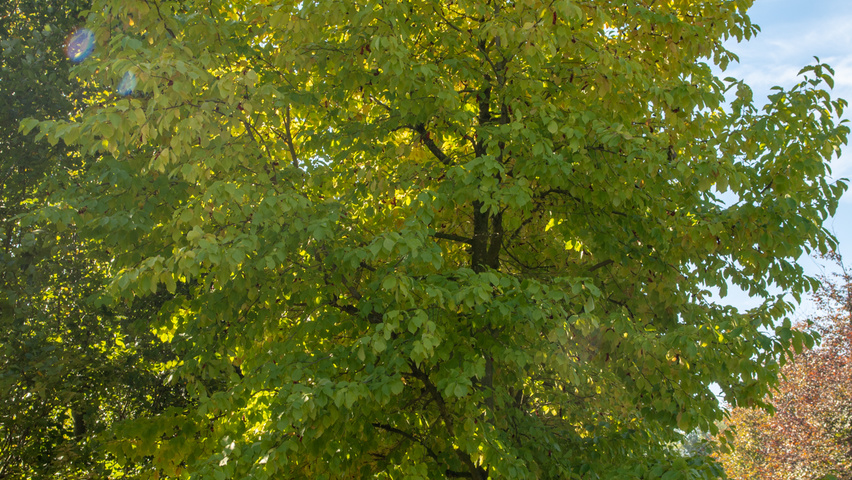 Magnolia kobus standard tree