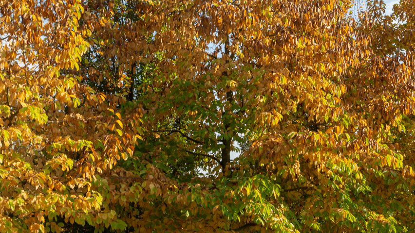 Magnolia kobus standard tree