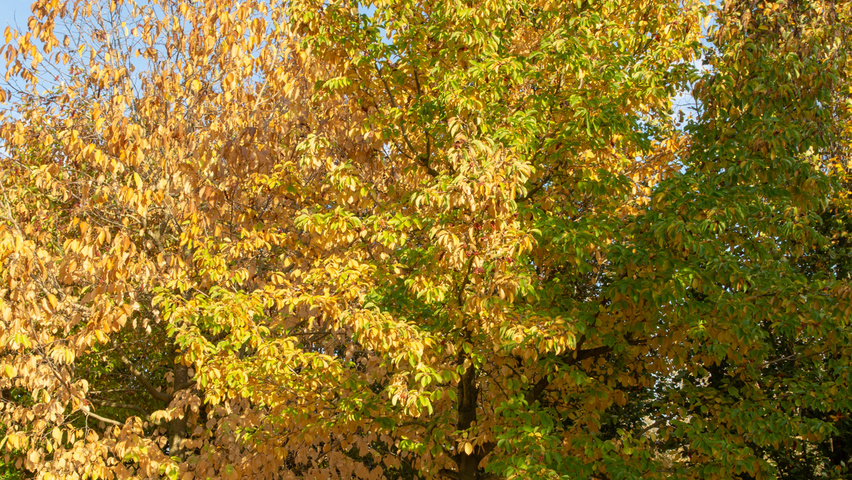 Magnolia kobus standard tree
