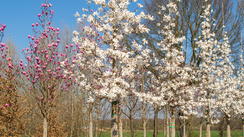 Magnolia kobus standard tree