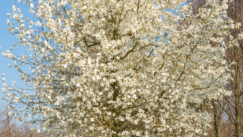 Magnolia kobus standard tree