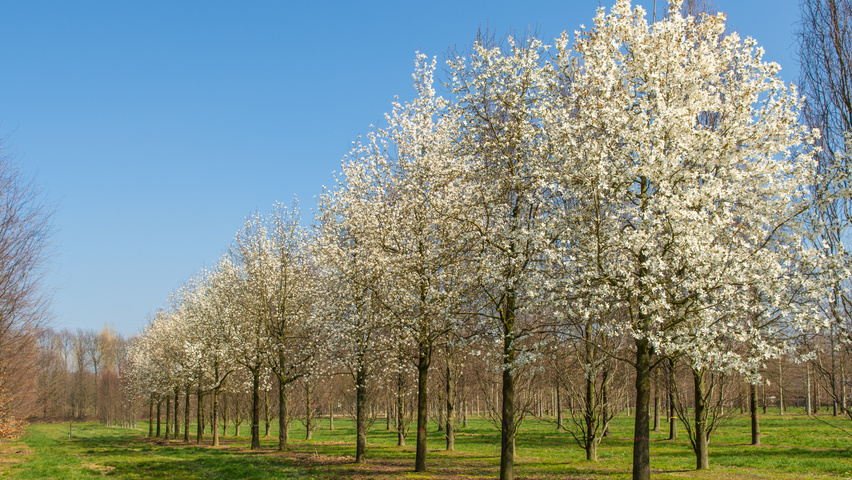 Magnolia kobus standard tree