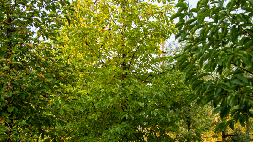 Magnolia kobus standard tree