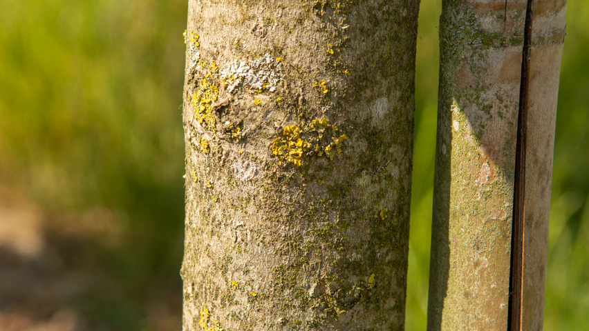 Magnolia kobus ISIS bark