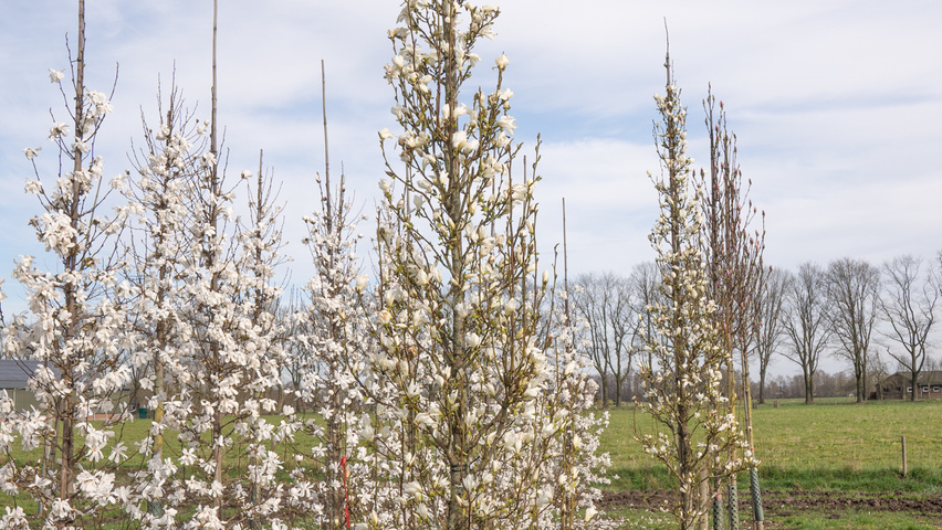Magnolia kobus ISIS feathered