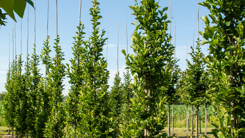 Magnolia kobus ISIS feathered